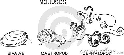Coloring page with three types of molluscs: cephalopod, gastropod, bivalve. Vector Illustration